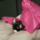 cat wrap
